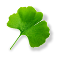 Ginkgo-Biloba-Extrakt