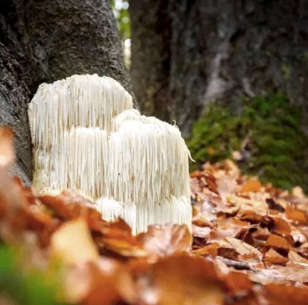 lions mane mushroom