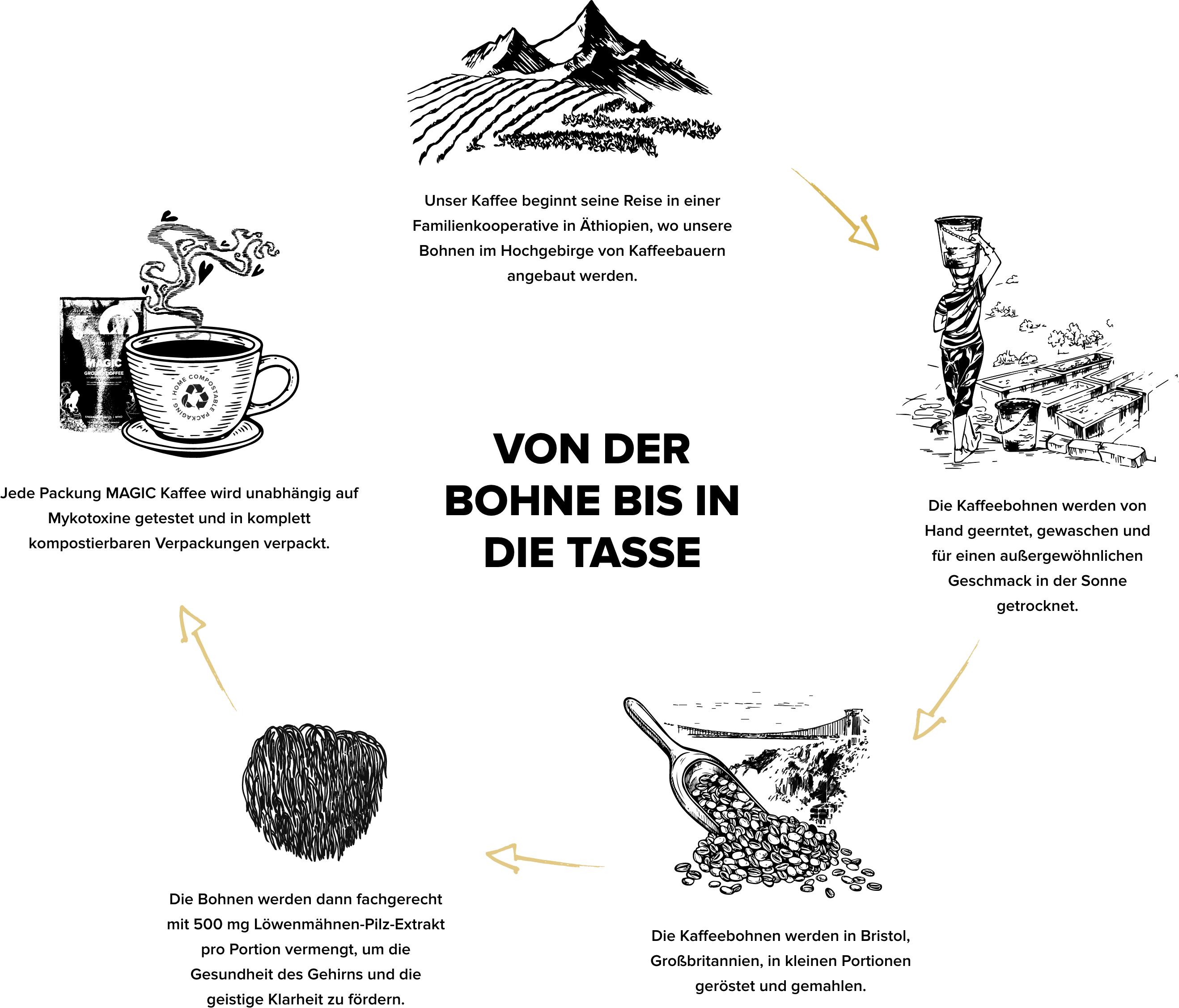 bean to brew process