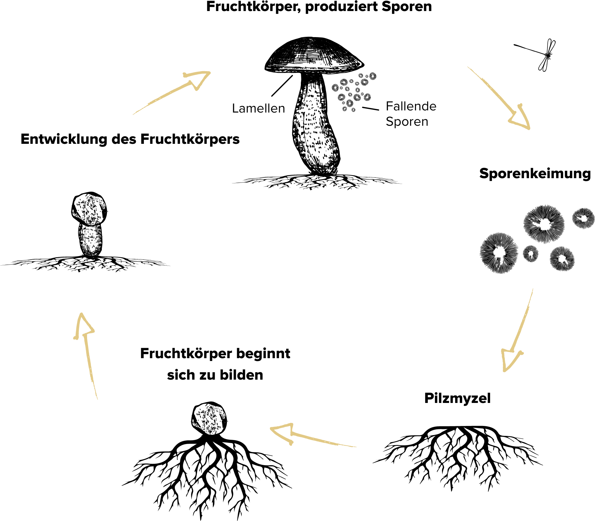 bean to brew process