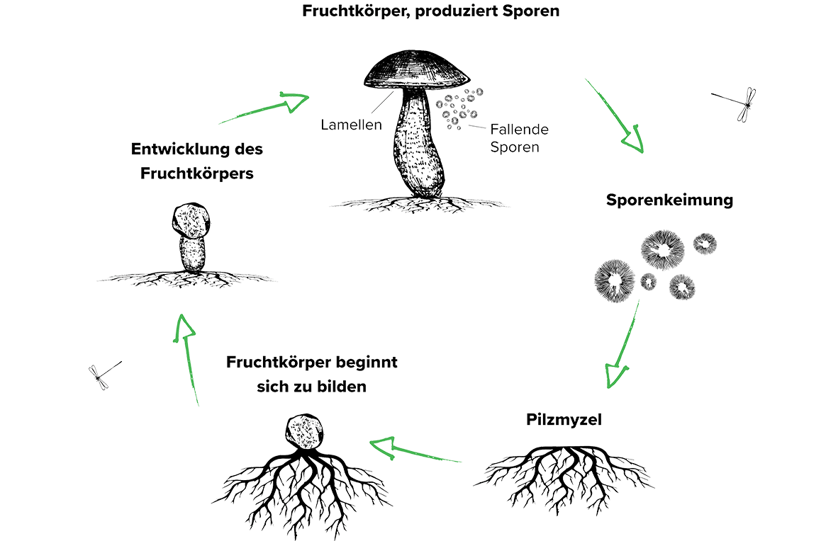 The lifecycle of a mushroom